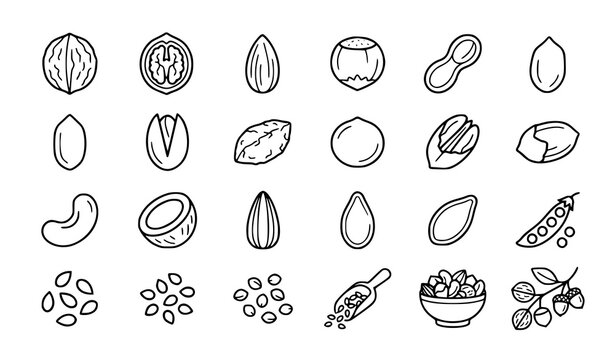 Hand Drawn Nuts and Seeds Collection with Almond Peanut Walnut Pistachio and Coconut Vector