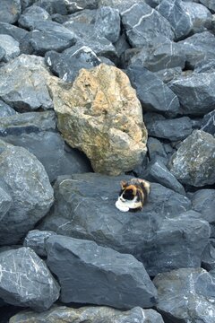 A tricolor cat is resting on large sea boulders.