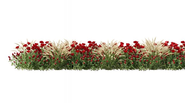 Red flowers feather grass fields row on white backgrounds render  Red floral plume grass crimson bloom grassland feathery reed rows white backdrop field scarlet flower pasture grassy lane