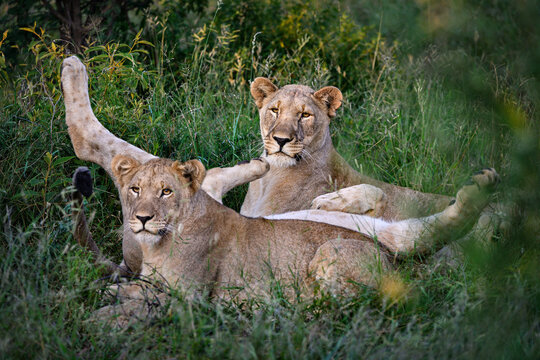 Lions lying in green grass - African wildlife safari