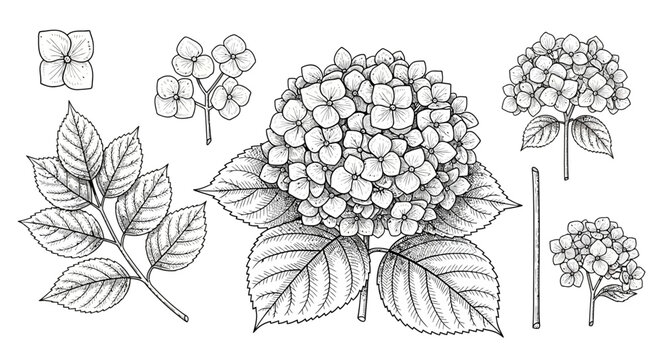 Vintage hydrangea botanical illustration set, hand drawn floral sketch elements, black and white garden flower line art vector for wedding stationery