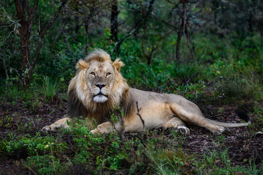 Lion King in the jungle of Africa