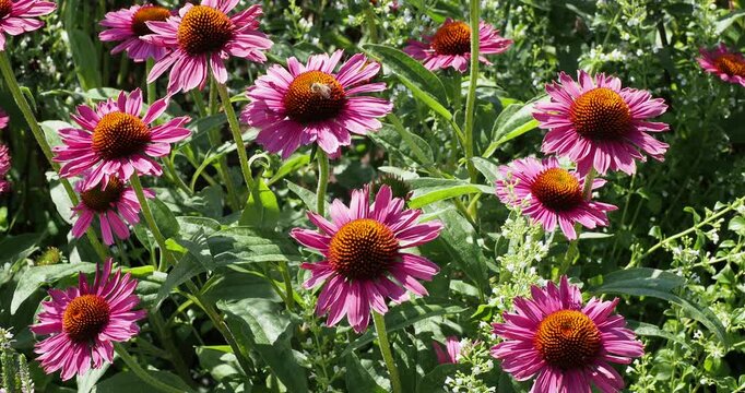 Echinacea purpurea - Purple coneflowers 'Delicious candy' forming large double pompon-shaped flowers around spiky magenta-pink central discs like 'Sea Urchins'
