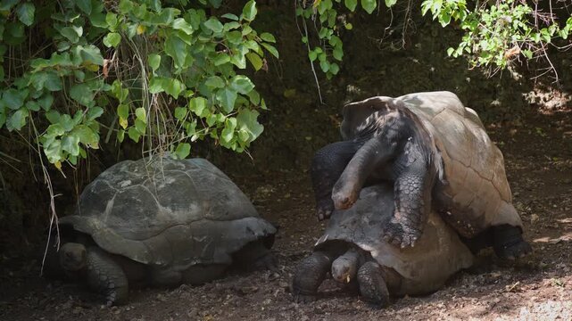 Three large tortoises gather under low green branches as one pair mates and kicks up dust on the dry forest floor. Useful for content on animal reproduction, African nature, or biology education. 50fp
