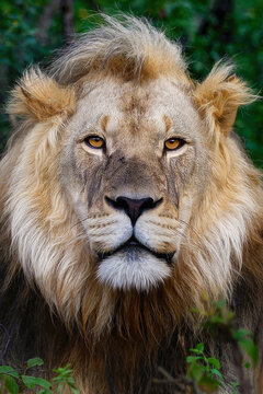 Lion King in the jungle of Africa
