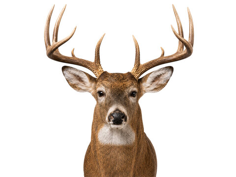 Buck deer head with large antlers stag male isolated on a transparent background
