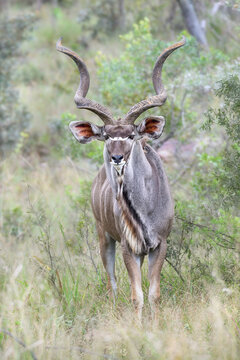 Male greater kudu bull with large spiral horns standing in the bushveld and looking at camera, African wildlife