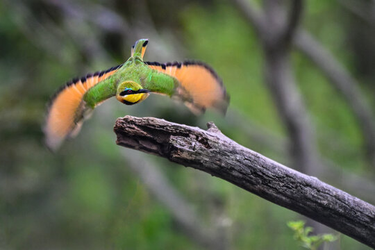 Little bee-eater (Merops pusillus) in flight