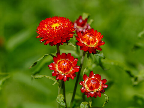 Helichrysum bracteatum is a flowering plant in the family Asteraceae native to Australia.  Floral background. Natural wallpaper.