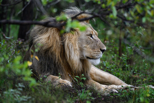 Lion King in the jungle of Africa