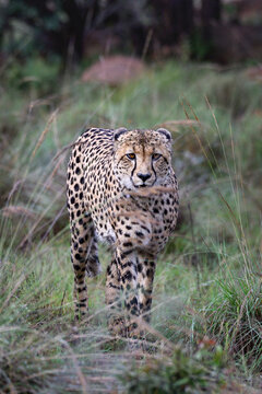 Cheetah in the African savannah landscape
