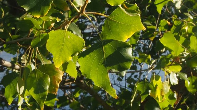 Backlit Poplar Leaves Swaying Gently in the Wind Under Sunlight