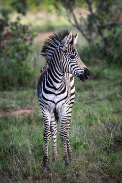 Zebra's in Africa
