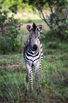 Zebra's in Africa