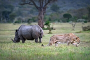 Lioness stalking through grassy savannah with a rhinoceros in the background, African wildlife safari © wusuowei