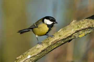 Obraz premium Close-up of a Great Tit bird (Parus major) perched on a mossy tree branch in nature, bright yellow breast and black head, wildlife photography