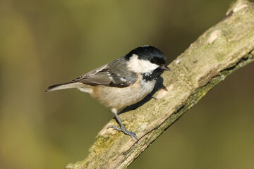 Obraz premium Coal Tit (Periparus ater) Perched on a Tree Branch with Blurred Background