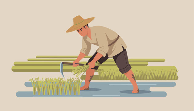 Traditional farmer wearing a straw hat while harvesting rice crops with a sickle in a flooded paddy field at sunset.