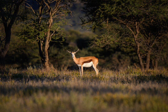Springbok looking in the camera