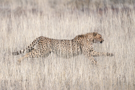 Cheetah in the African savannah landscape