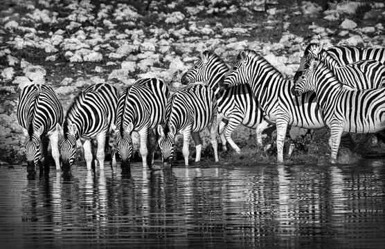 Zebra's drinking water at water hole in Africa