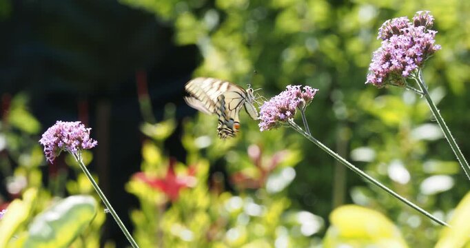 A Swallowtail butterfly (Papilio machaon) with large wingspan movingbetween powerful wingbeats and long glides in search of nectar from purpletop verbena flowers (Verbena bonariensis)

