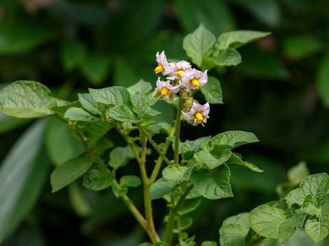 Flowering potatoes are close up. The potato, or nightshade ( Latin- Solanum tuber&oacute;sum ), is a species of perennial tuberous herbaceous plant of the genus Solanum of the nightshade family Solanaceae