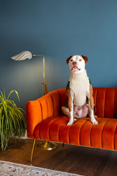 Adorable Pit Bull Wearing Sweater