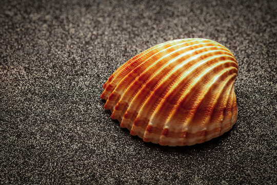 Detailed macro shot of a striped cockle seashell showing its natural ribbed texture, photographed on dark granular sand for a coastal nature concept.
