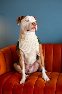 Adorable Pit Bull Wearing Sweater