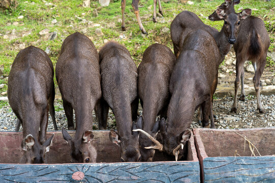 Bornean sambar deer or Rusa unicolor feeding time at Sabah Park Ranau Sabah Borneo Malaysia