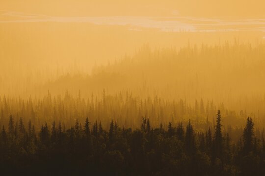 Golden Forest