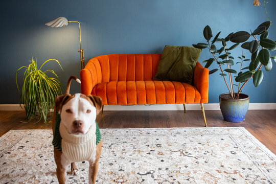 Adorable Pit Bull Wearing Sweater