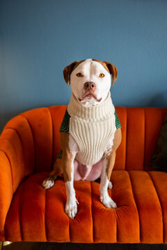 Adorable Pit Bull Wearing Sweater