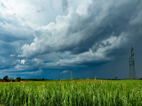 Strommasten hinter einem stark besch&auml;digten Maisfeld nach einem Unwetter