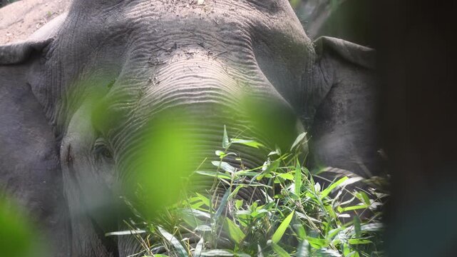 Close up of wild Asian elephant face and ear in forest