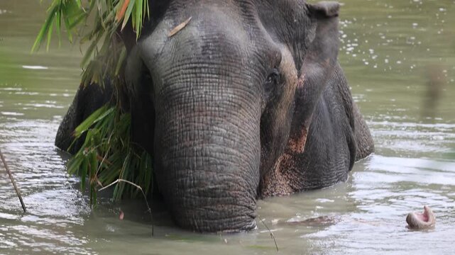 Asian elephant bathing in river with plants in trunk