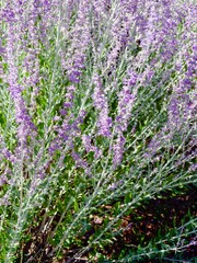 Obraz premium Salvia yangii or Perovskia atriplicifolia | Russian sage, shrub with rigid and erect silvery-green stems bearing greyish-green foliage beneath panicles of small, tubular, hairy, bluish-purple flowers 