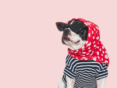 Cute French bulldog wearing tortoiseshell sunglasses, a headscarf, and a shirt on an isolated background. Symbolizes pet fashion, beauty, and style. Ideal for lifestyle, glamour, and trendy content