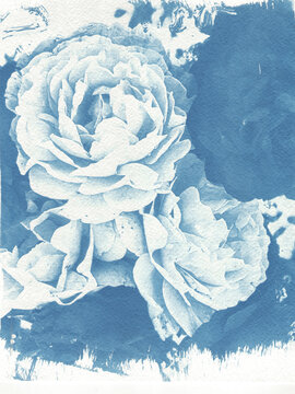 The Opened Rosebud
