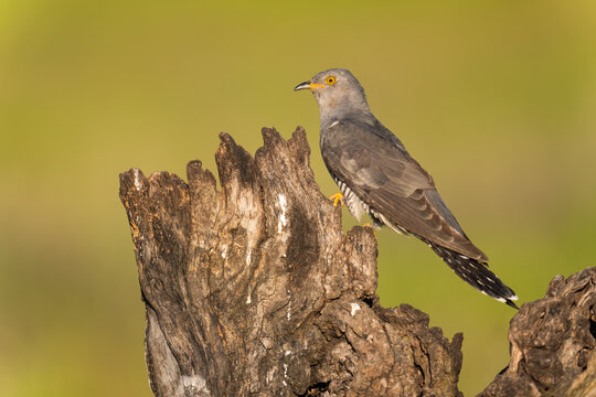 Cuckoo On A Tree Stump In A Natural Outdoor Setting  