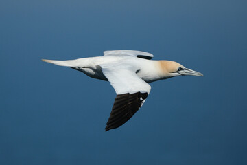 Fototapeta premium Northern Gannet (Morus bassanus) flying in the blue sky