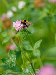 Bumblebee collects nectar on red clover close up. Clover is a wild plant and a good source of nectar for bees. © Flower_Garden