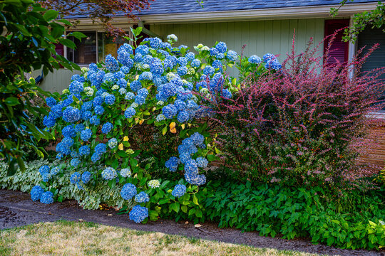 Burien Home Hydrangeas 3