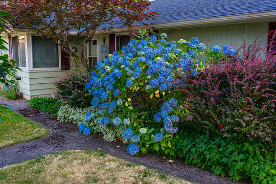 Burien Home Hydrangeas