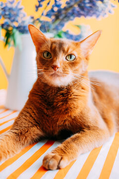 Cat relaxing on a table with striped cloth 