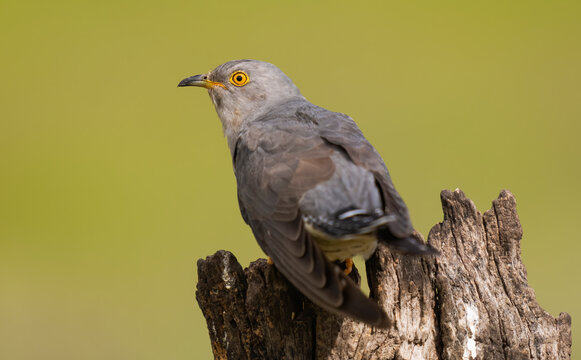 Cuckoo Perched On A Tree Stump  