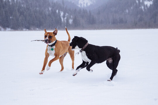 Two Dogs Romping in Snow