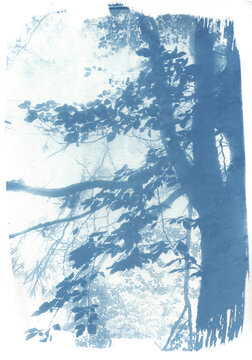 Forest In The Fog
