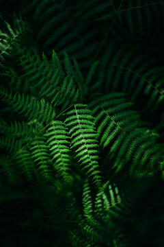 Lush Green Fern Leaves in Dark Forest Understory With Moody Natural 